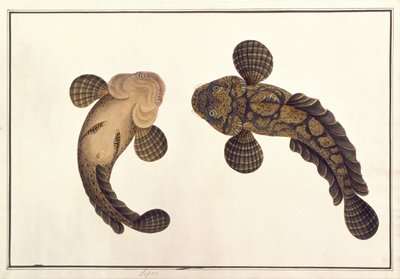 Oolur Sawa, from Drawings of Animals, Insects and Reptiles from Malacca by Chinese School